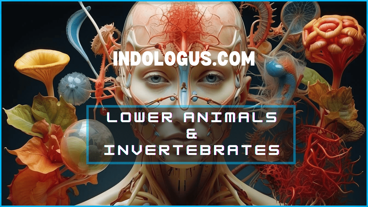 Lower animals & Invertebrates