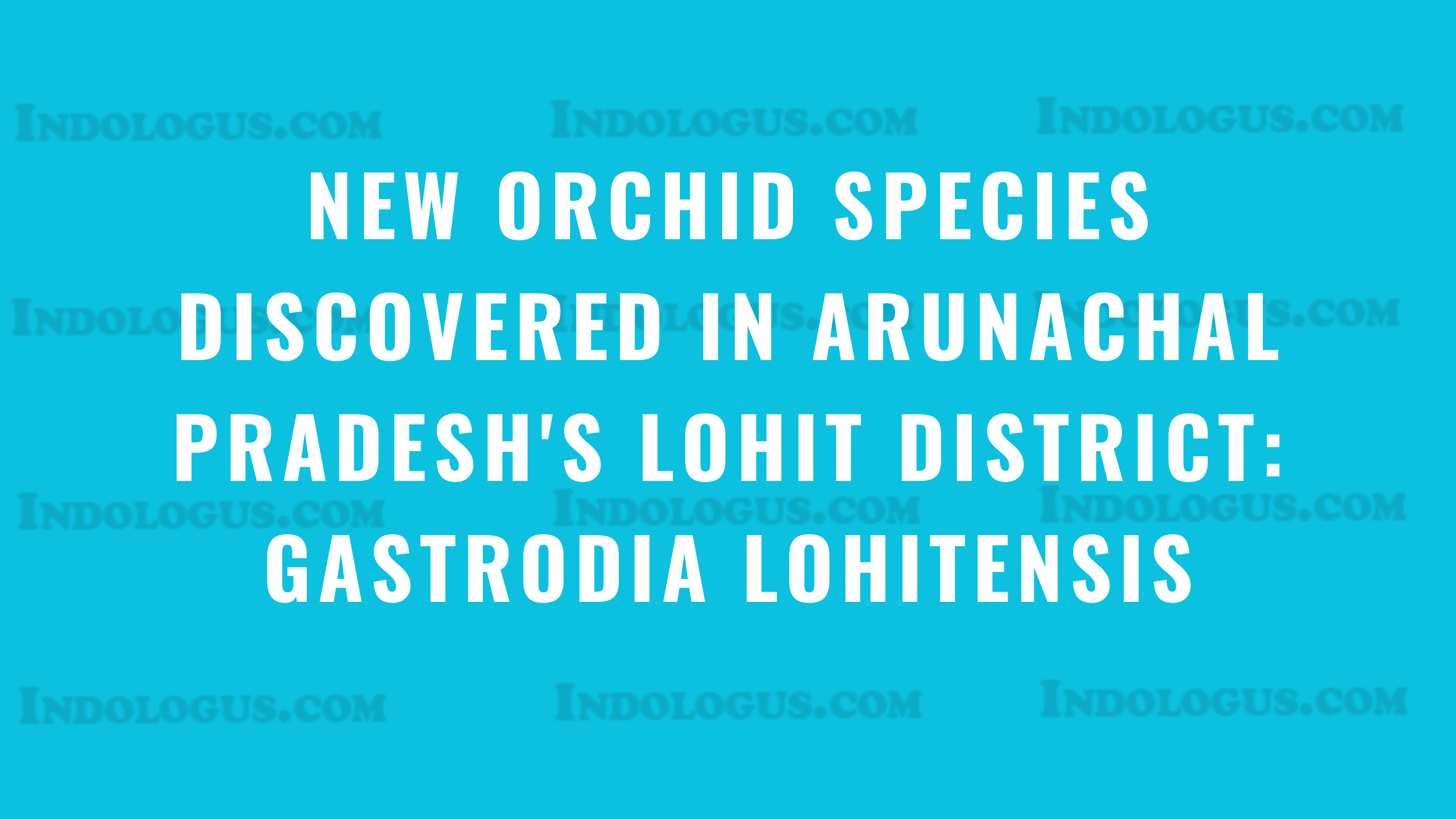 New Orchid Species Discovered in Arunachal Pradesh's Lohit District Gastrodia Lohitensis