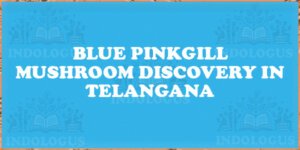Blue Pinkgill Mushroom Discovery in Telangana