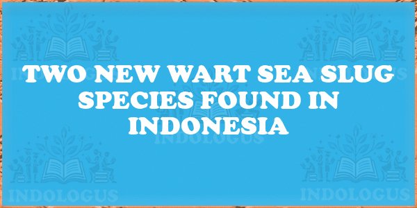 Two New Wart Sea Slug Species Found in Indonesia